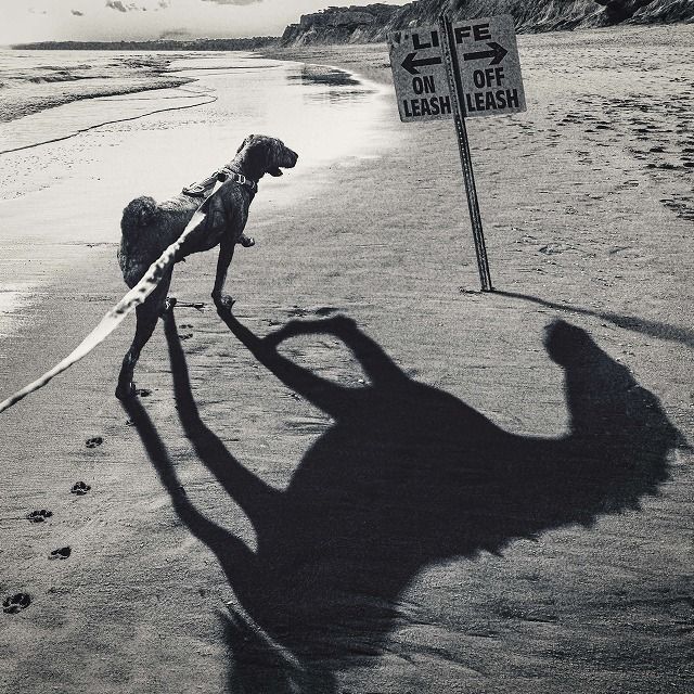 Off-Leash