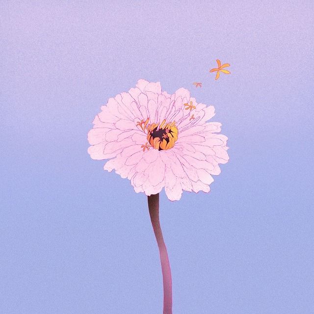 百日草