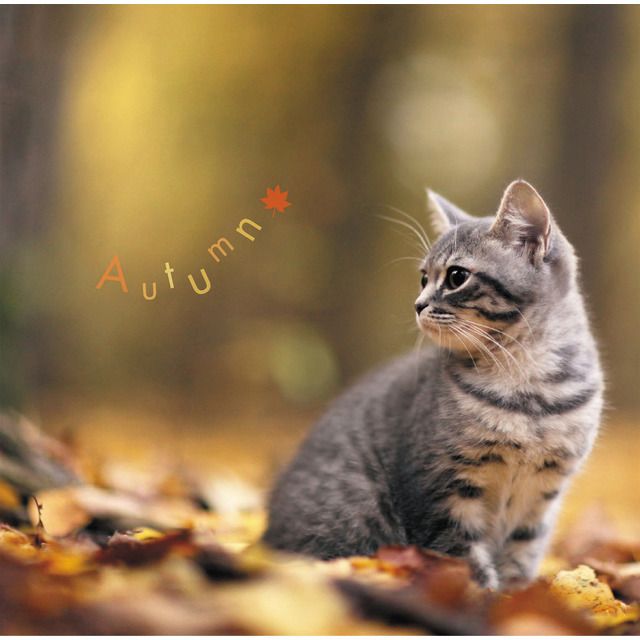 まるごと！秋 －Autumn－