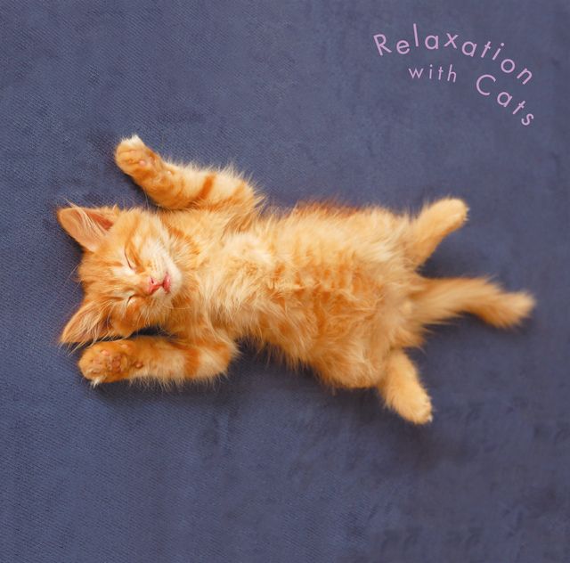 まるごと！猫（にゃー）～ネコ・リラックス