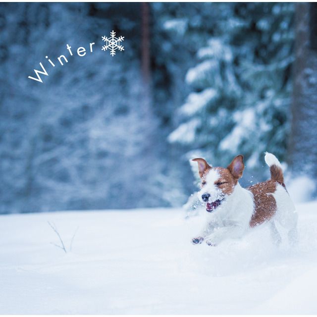 まるごと！冬 －Winter－