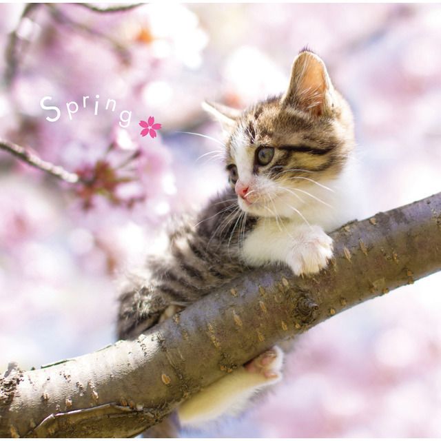 まるごと！春 －Spring－